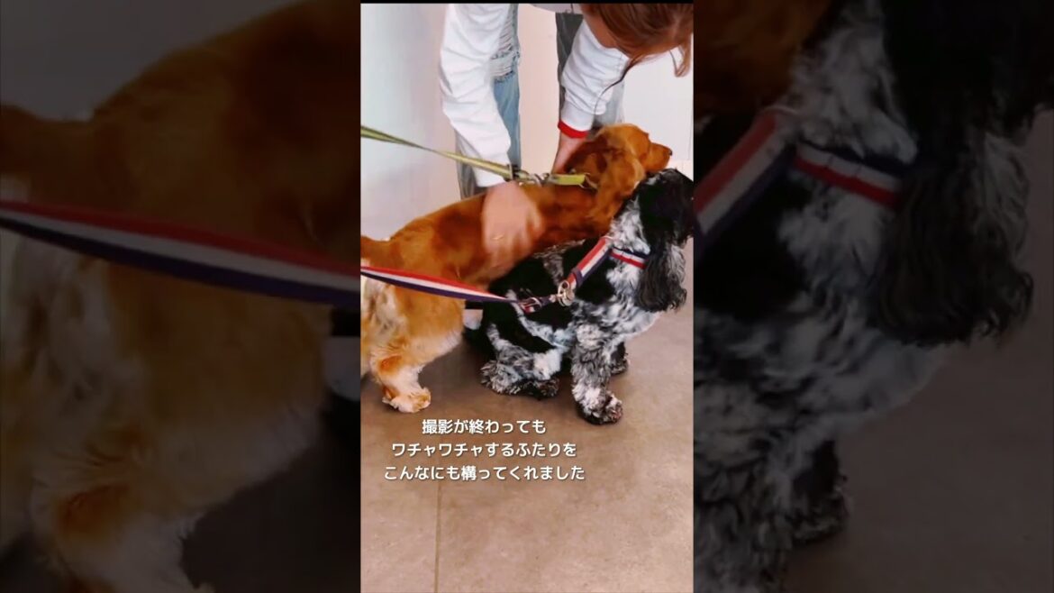 さかがみ家cafe、撮影終了後に驚きの対応#湘南サーフィン犬「みみ」#eコッカー #イングリッシュコッカースパニエル #サーフィン犬 #多頭飼い#インギー#さかがみ家