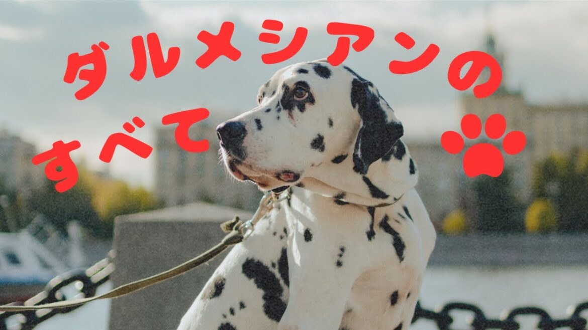 ダルメシアンのすべて