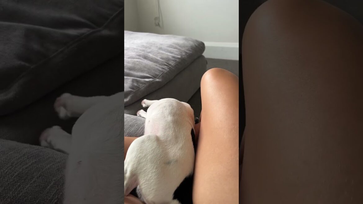 Big Stretch Clumsy Fox Terrier🐶😂 #shorts