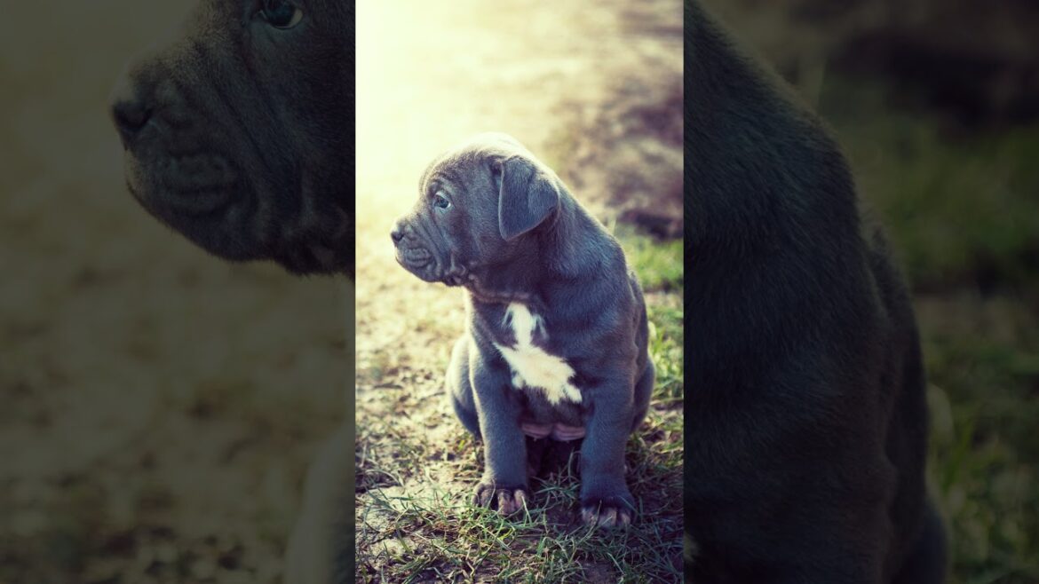 🐾🛡️ Meet the Neapolitan Mastiff🏰🐕 #Dog #Dogs #Dogfacts #NeapolitanMastiff #NeapolitanMastiffs