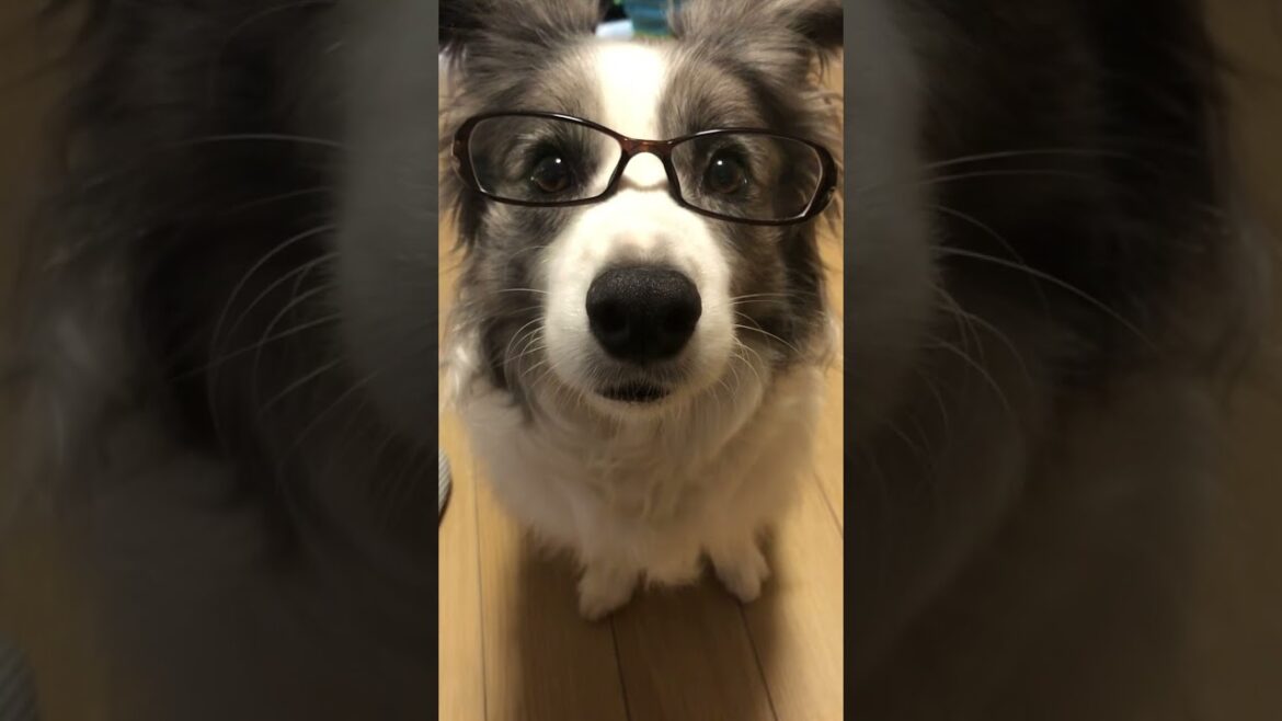 君は何でも似合うねぇ　#ブルーマール #ボーダーコリー #犬との暮らし #犬