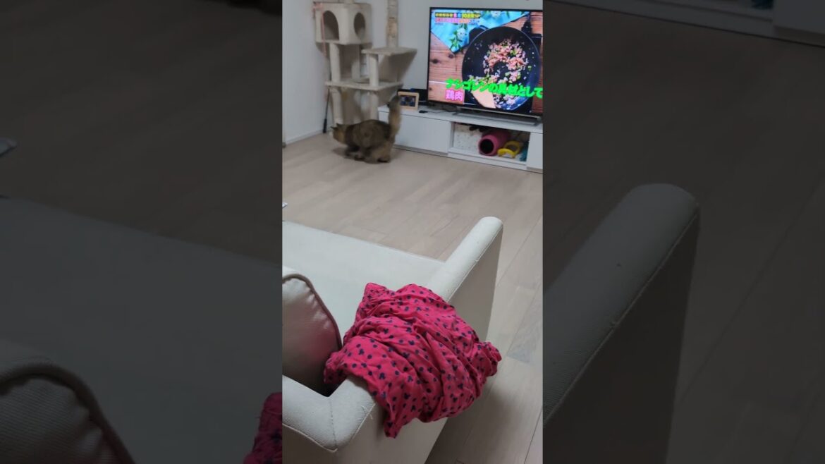勝ったような顔して去っていく猫【ミヌエット】#Shorts 勝ったような顔して去っていく猫【ミヌエット】#Shorts