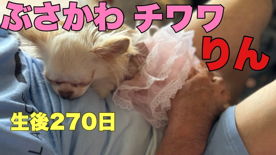 ぶさかわチワワりん。生後270日【vlog】