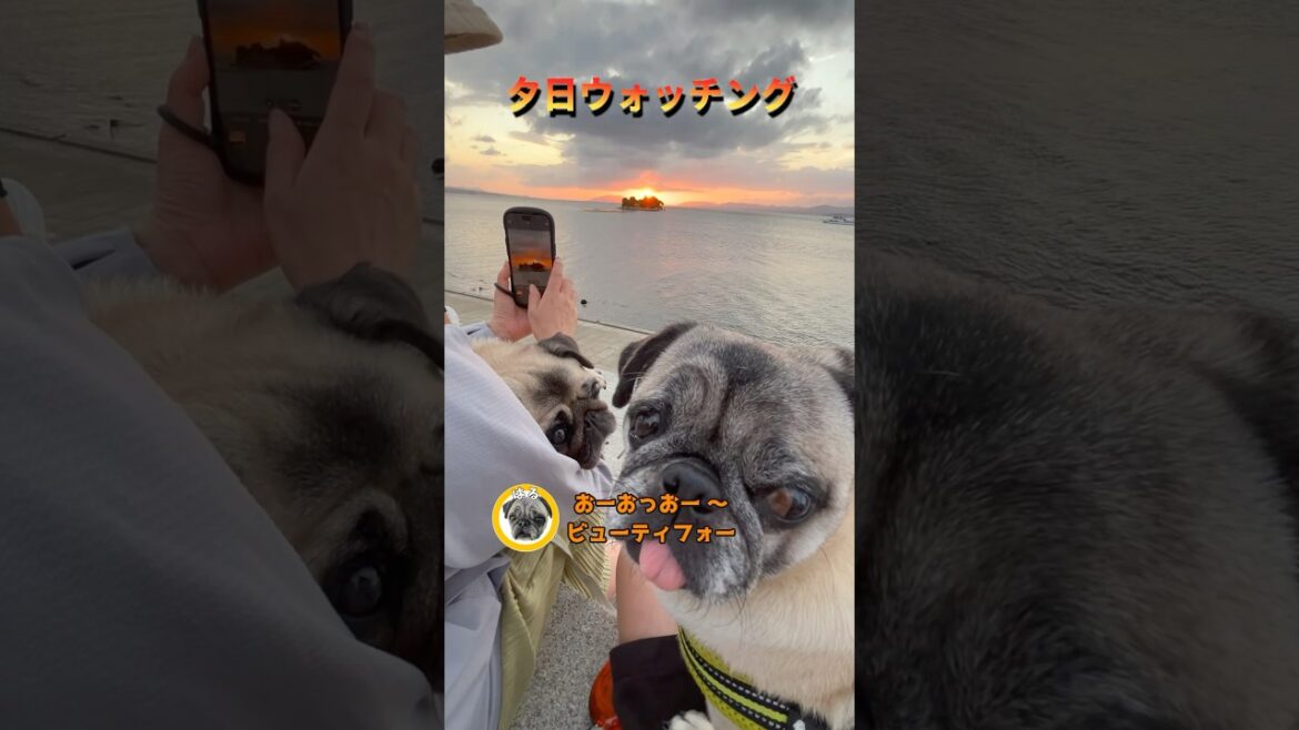 パグ🐶の夕日ウォッチング👀『秋の夕焼け鎌を研げ』 #shorts #パグ #pug #パグ2匹 #パグのいる生活 #繁殖引退犬
