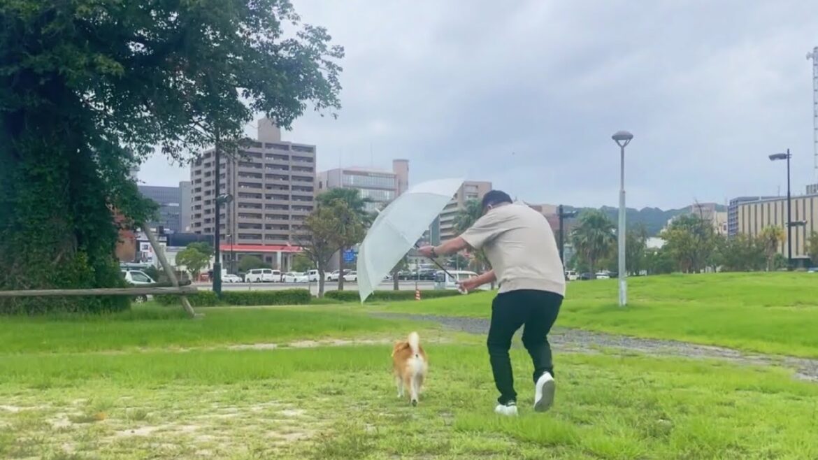 12歳柴犬系女子のVlog 〜しっぽが奏でる心のビート〜　Momo's 12th Birthday