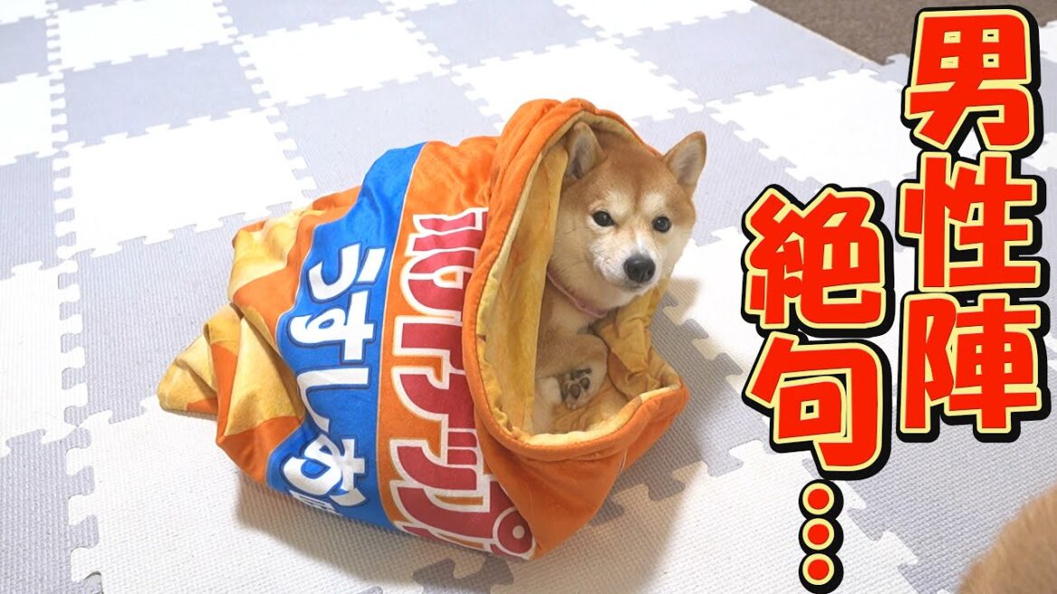 柴犬同士の仁義なき戦いが続く中、長女の柴犬が平和的に解決させました