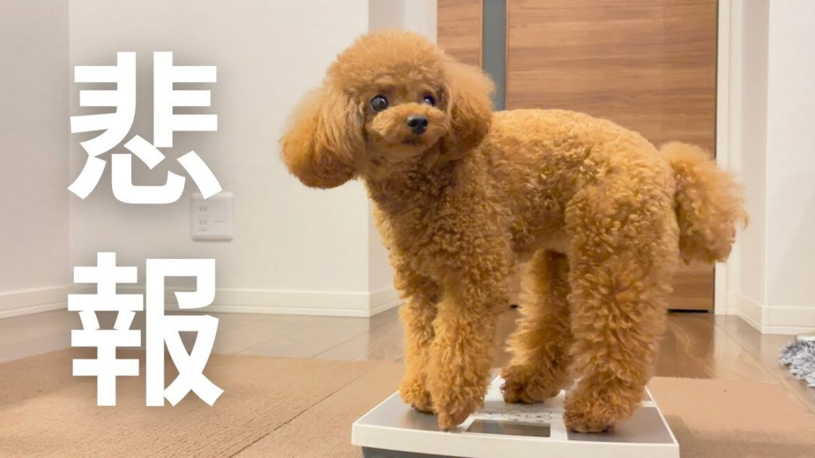 【悲報】ついに◯◯する時がやってきたトイプードル
