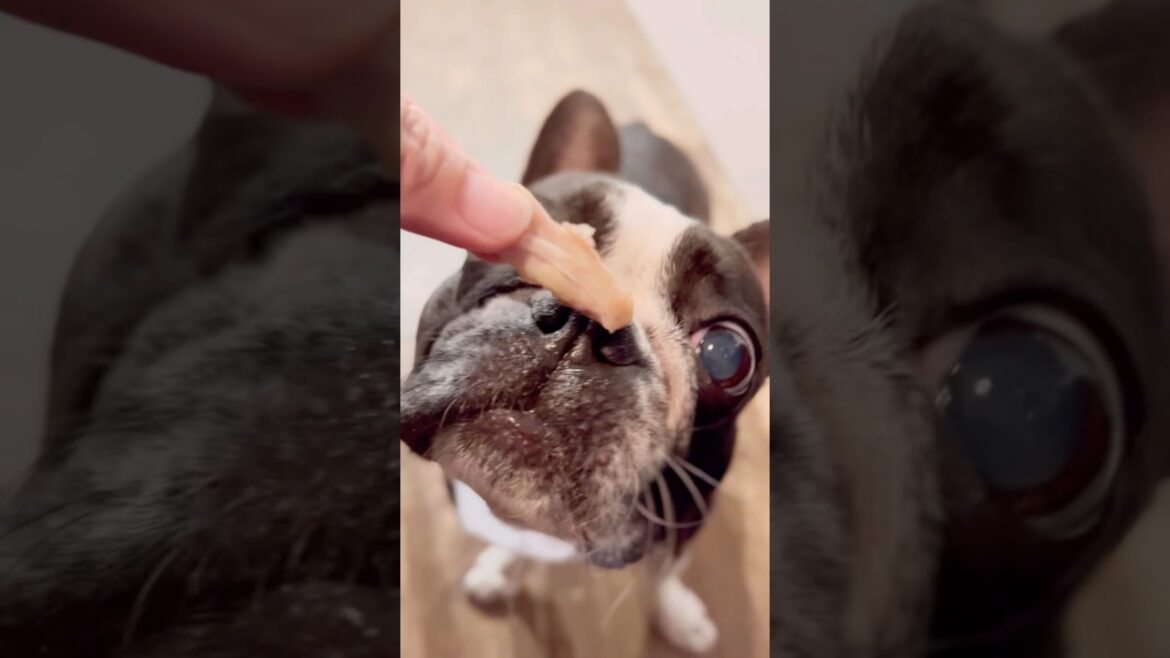 ボステリあるある/なくなったら塩対応/ボストンテリア/