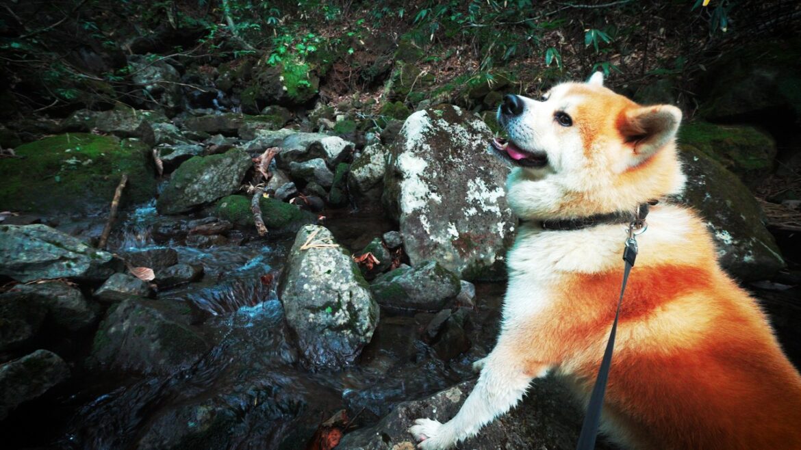 沢を散歩する秋田犬のびしゃもん　2024/9/24　【自然の音、川の音】 沢登り