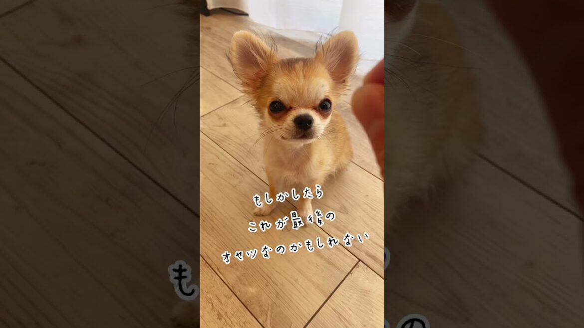【ロングコートチワワ】伏せができないティル！【犬のトレーニング】