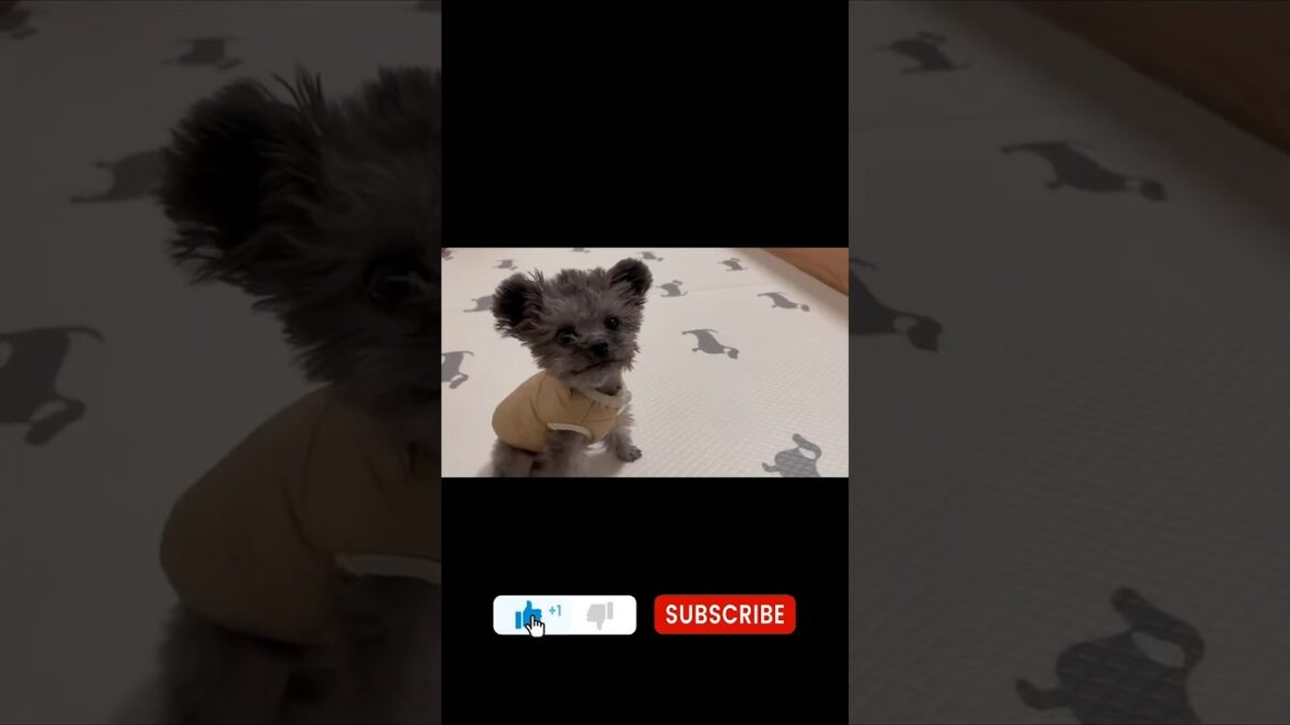 Pets Lover😺,Video 210  #pets #cute #viralvideo #cutedogs #puppy #toydog #poodle #bichon #sweet