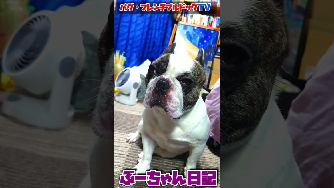 腰を歪めて「おはようございます」 フレンチブルドッグ『ぶーちゃん日記』 #犬のいる暮らし #フレンチブルドッグ #dog #frenchbulldog 腰を歪めて「おはようございます」 フレンチブルドッグ『ぶーちゃん日記』 #犬のいる暮らし #フレンチブルドッグ #dog #frenchbulldog