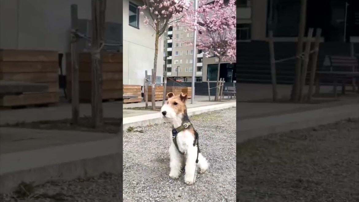 Fox Terrier Dog Breed 🐶 | Animals Breeds #animalshorts #dogbreed #shortvideo #doglovers