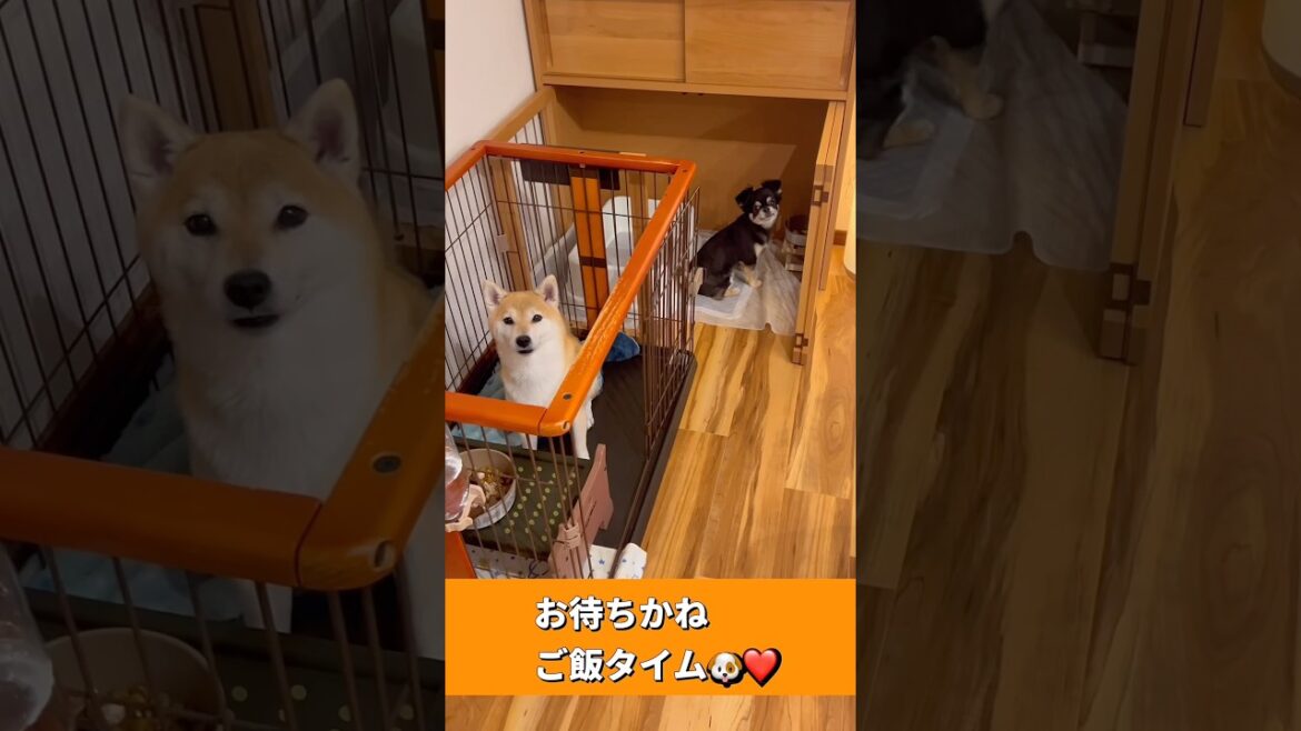 ごはーん🐶🐶❤️#柴犬 #チワワ #shorts