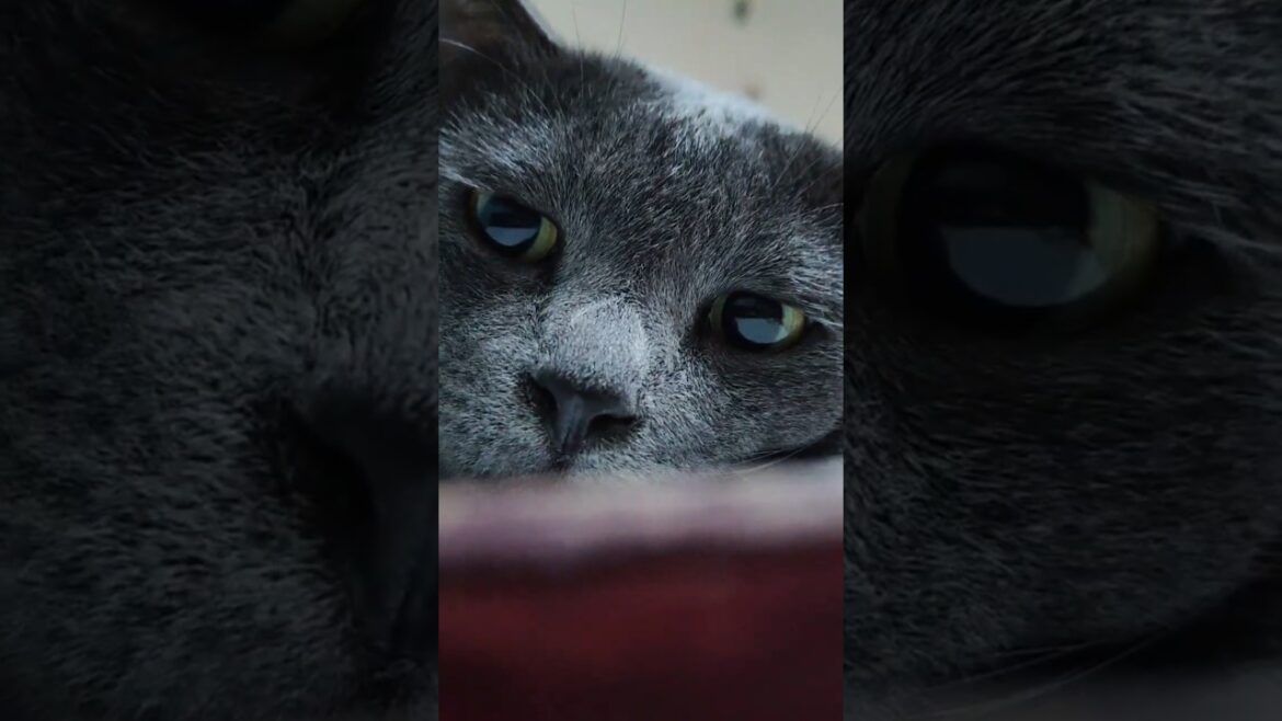 Cute kitten #kitten Cute kitten #kitten