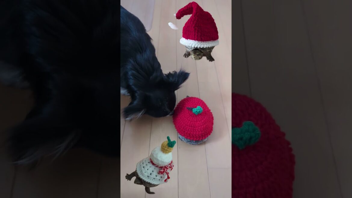 亀はどこ？ #亀   ＃カメ DE Show！2024 ＃ミシシッピニオイ  ＃亀セーター