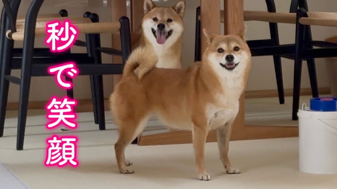 一瞬で笑顔になる魔法の言葉でキラキラスマイルを見せてくれる柴犬が可愛い
