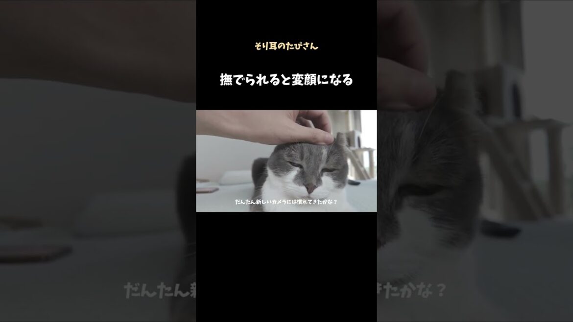 撫でられると変顔になっちゃうアメリカンカール