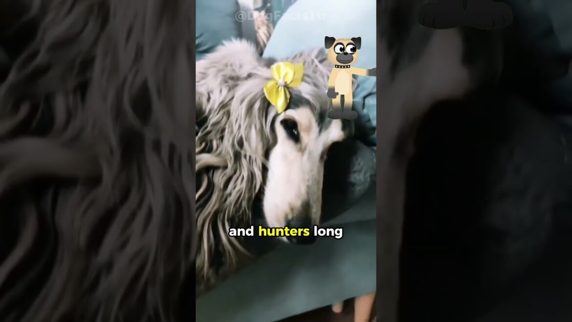 Afghan Hounds: The Aristocrats of the Dog World 🐕👑 #dogfacts #puppy #doglovers #pets