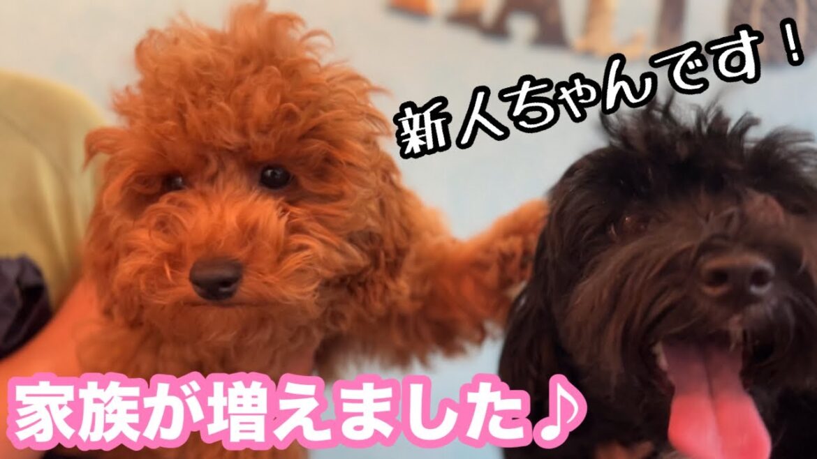 慣れているマルプーとファーストトリミングのトイプードル！（オレオちゃん）（ごんざぶろうくん）