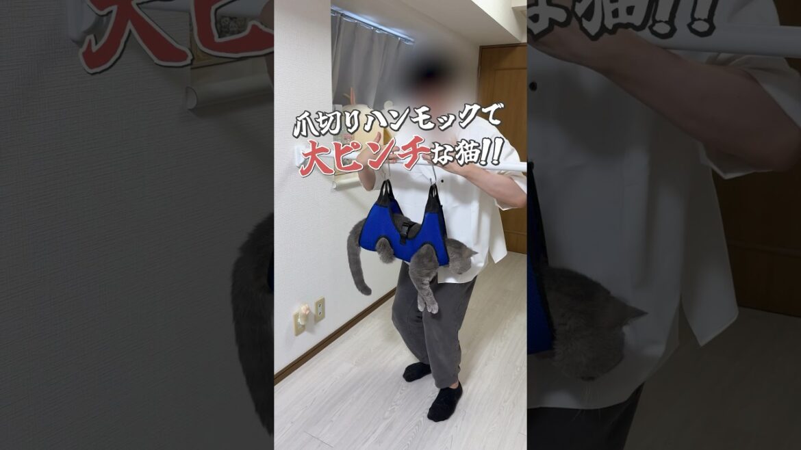 #猫 #猫動画 #ねこ #猫あるある #可愛い猫 #ブリティッシュショートヘア