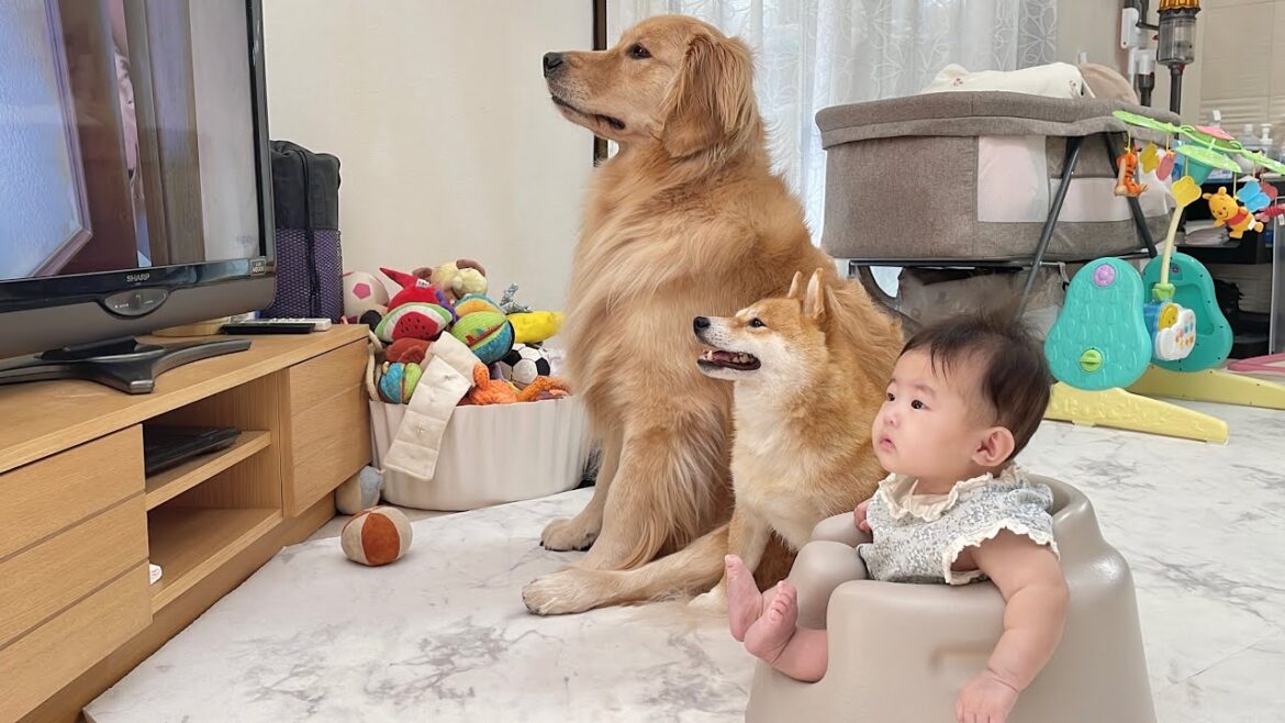 テレビの中にいる赤ちゃんと目の前にいる赤ちゃんを見て成長っぷりに驚く豆柴とゴールデンレトリバーが可愛すぎました...