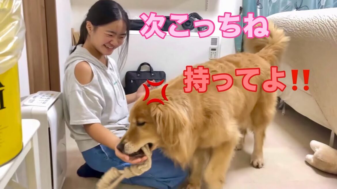 姉のイタズラで右手へ左手へと永遠におもちゃを運び続ける純粋すぎる大型犬クッキー【ゴールデンレトリバーとミニチュアダックスフンド】