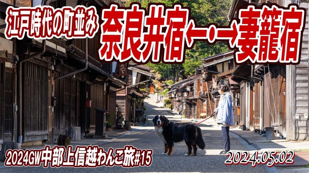 奈良井宿＆妻籠宿！江戸時代の町並みをゆるゆる散歩／中部上信越わんこ旅（その15）／2024GW#15／大型犬散歩