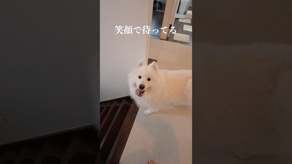 ママが大好きすぎて離れないサモエドがかわいい　#samoyed #サモエド