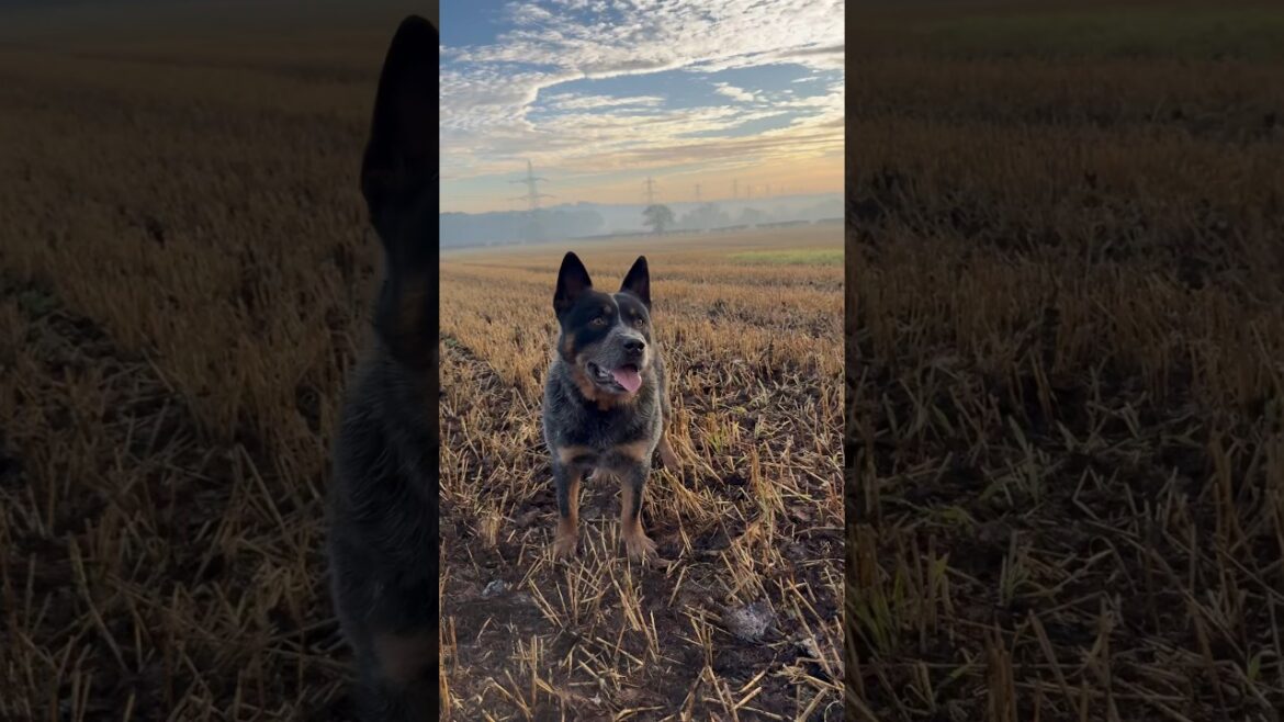 Bandit The Blue Heeler - Australian Cattle Dog - Worlds Best Working Dog #shorts