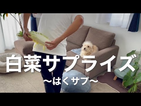 【白菜サプライズ】一緒に遊んでくれない愛犬に「はくサプ」をしてみた。 【白菜サプライズ】一緒に遊んでくれない愛犬に「はくサプ」をしてみた。