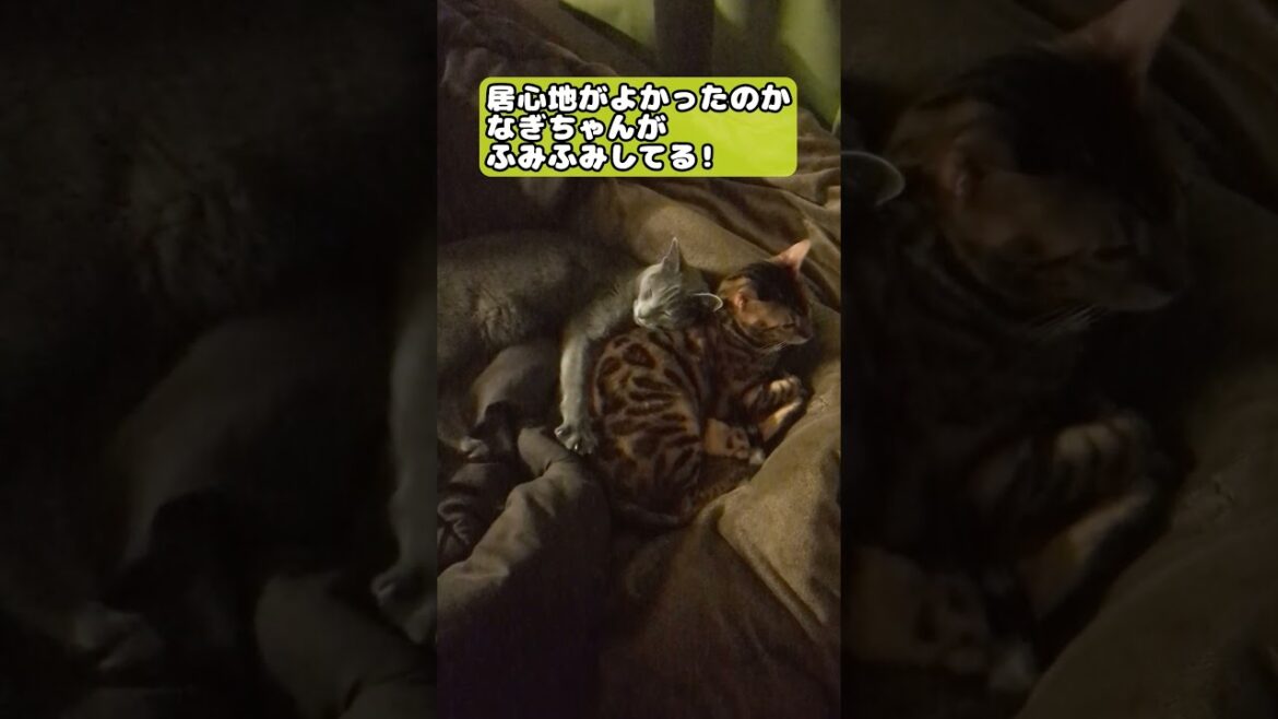 【猫】2024年10月4日 #cat #kawaii #ベンガル #ロシアンブルー #猫のいる暮らし