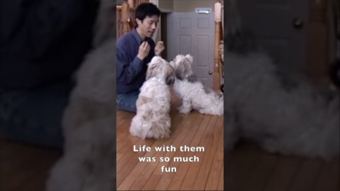 My Lhasa Apso Dogs Were So Smart With Dog Obedience Training Drills