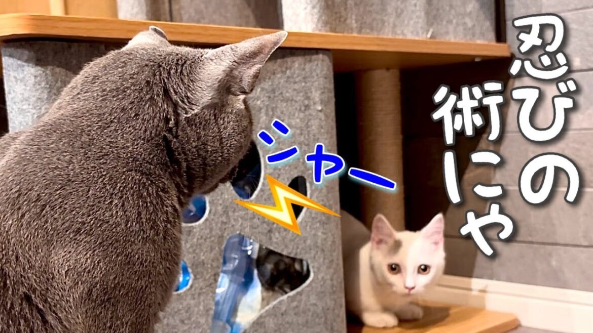 マンチカン|お迎え3日目~外の世界と先住猫に慣れてきたよ[Munchkin]