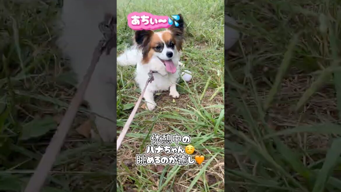 お散歩大好きな犬🐶がぶ飲みするパピヨン笑顔で帰宅#いぬ#パピヨン