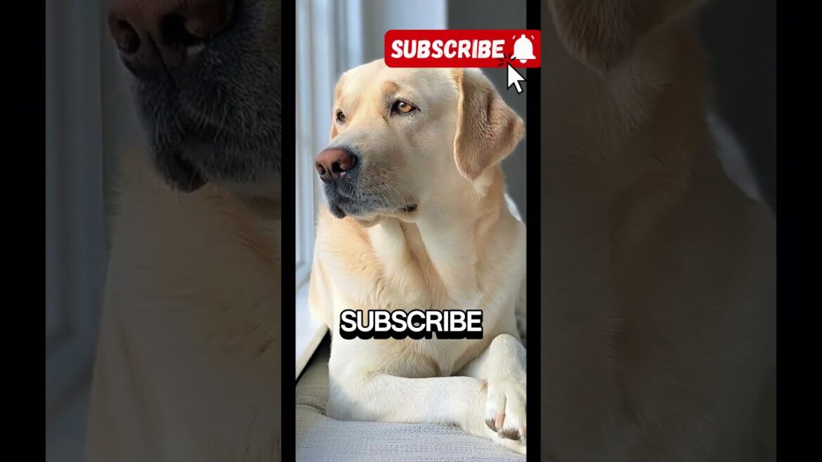 Hunting Dogs Unleashed: The Top 3 Breeds for Every Hunter!  #pets #shorts #short #doglover