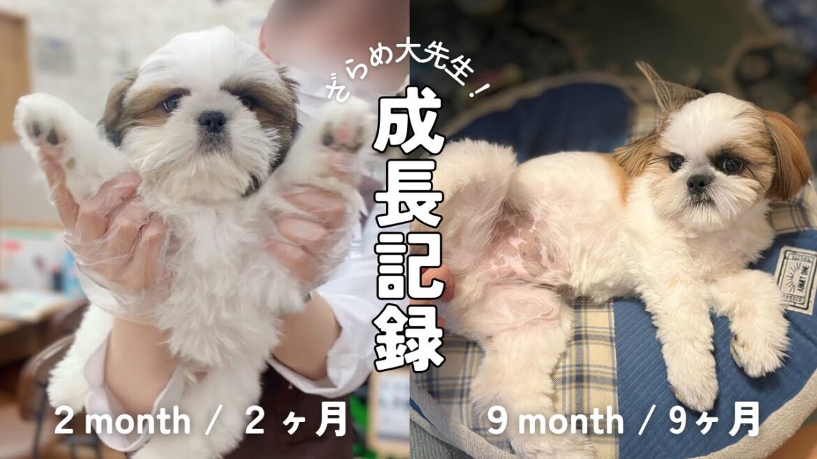 【シーズー】シーズーの赤ちゃんがこんなに大きく!?体重と成長の全記録! 【シーズー】シーズーの赤ちゃんがこんなに大きく!?体重と成長の全記録!