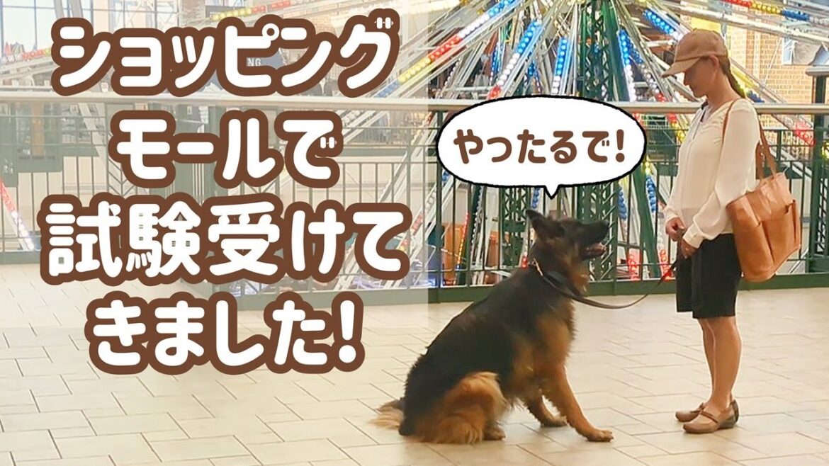 【ジャーマンシェパード】愛犬と家庭犬訓練試験上級にチャレンジしてきました🙂