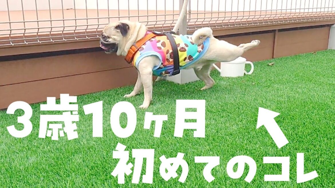 3歳10ヶ月のパグが生まれて初めてアレをやりました｜パグのぺろぽん兄弟pug犬｜