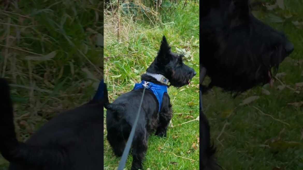 Terriers Last hurrah before the storms 😔