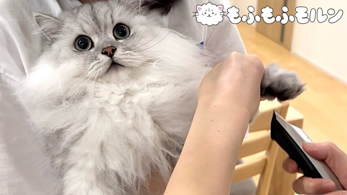 猫の足裏バリカンに新たな攻略法？？ 【サイベリアン】