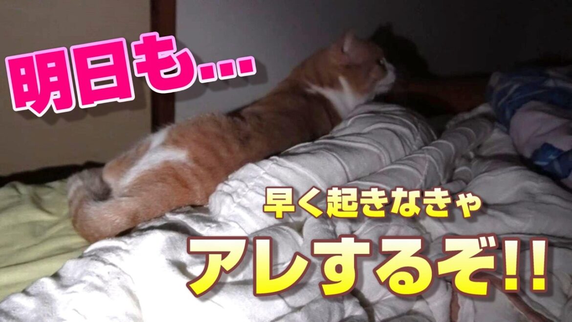 起こし時間がどんどん早まる…猫の策略【スコティッシュフォールド】【アビシニアン】 起こし時間がどんどん早まる…猫の策略【スコティッシュフォールド】【アビシニアン】