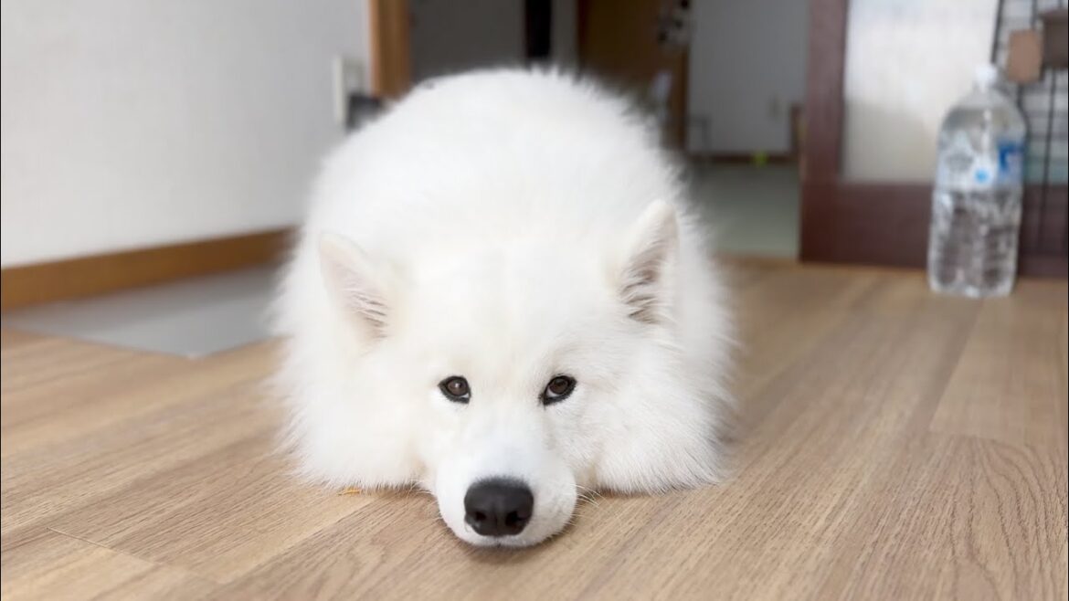 休みだと思ってたママが仕事に行ってしまいスネちゃった犬がかわいすぎました…