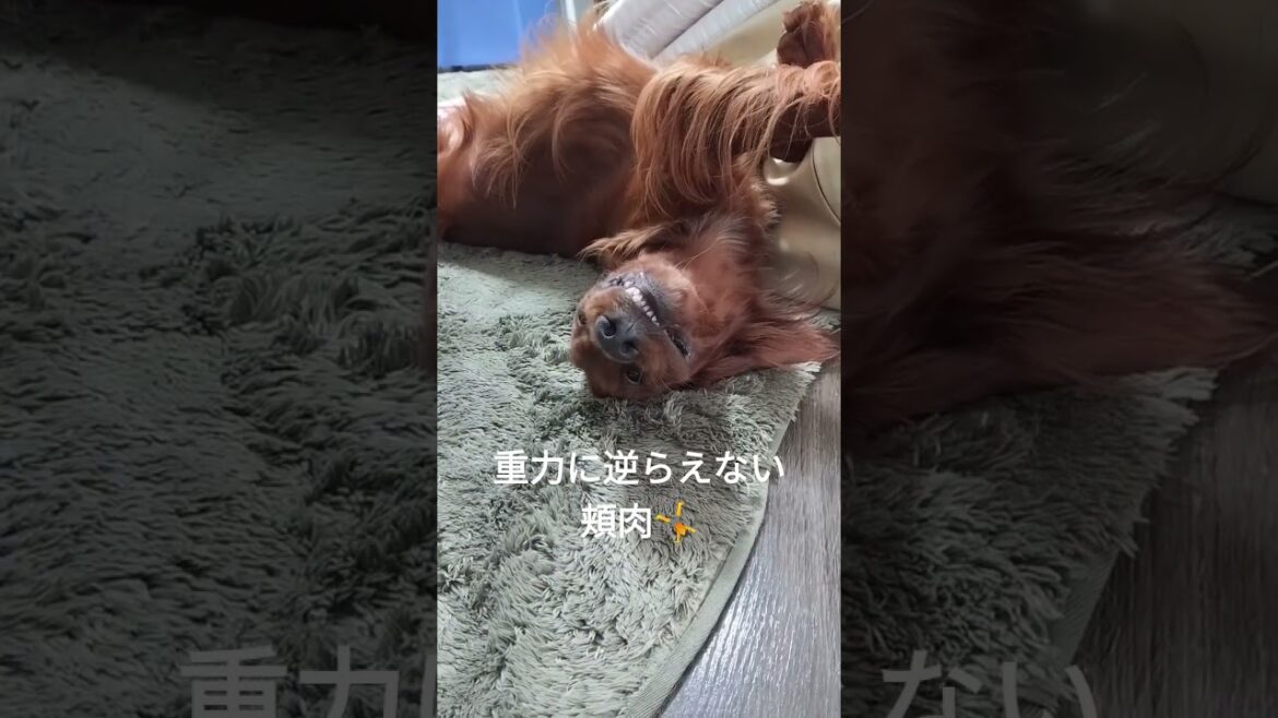 重力に逆らえない頬肉 #大型犬 #irishsetter #アイリッシュセッター