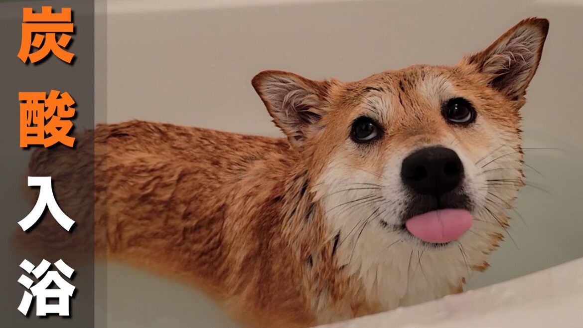 お風呂が苦手な柴犬達を、久しぶりに洗い炭酸風呂に入れてあげたら… お風呂が苦手な柴犬達を、久しぶりに洗い炭酸風呂に入れてあげたら…