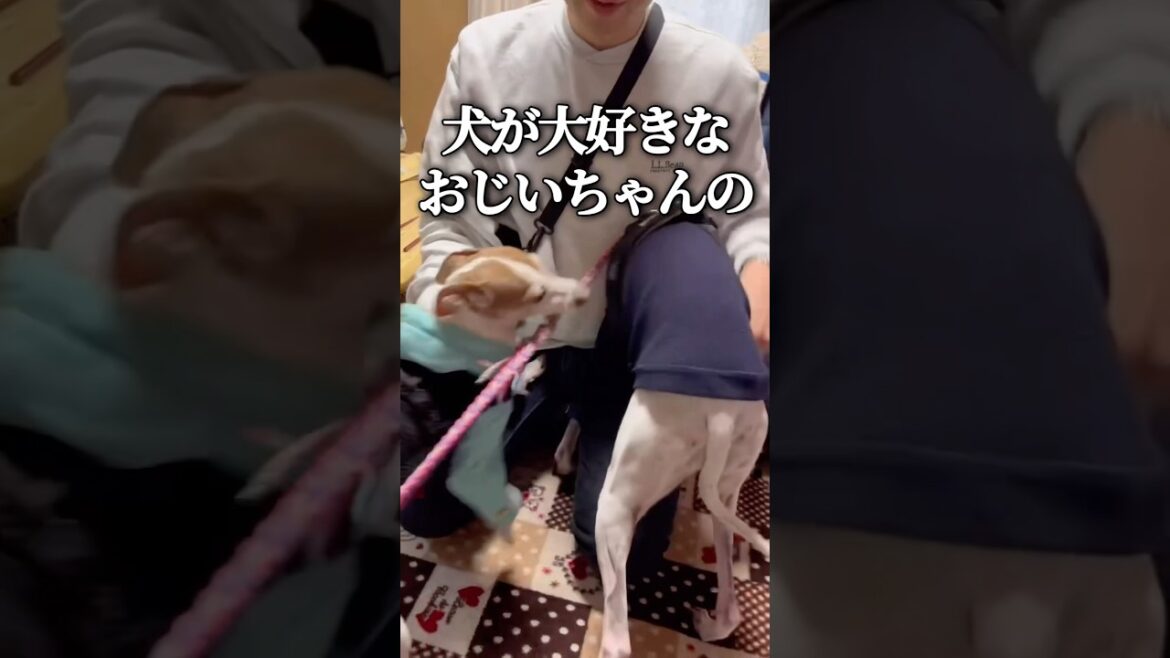 ウィペットきびちゃんに関する雑学【イタグレ】【ウィペット】#shorts #dog