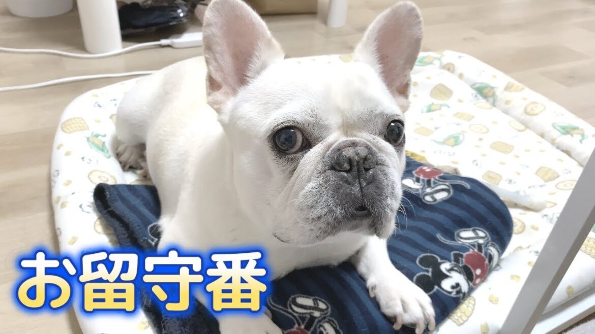 仲良し！？2人でお留守番【フレンチブルドッグ frenchbulldog】