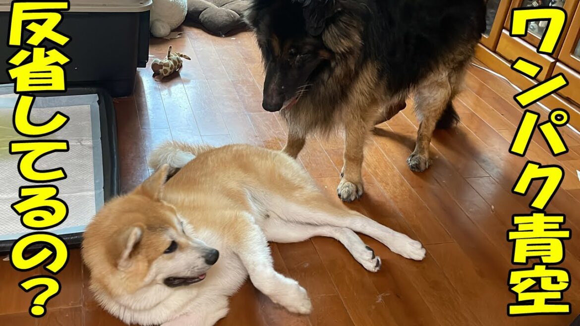 お米・ケーブル、ボール何でもカミカミ、鼠みたいな秋田犬そらとシェパード犬マックのお話し お米・ケーブル、ボール何でもカミカミ、鼠みたいな秋田犬そらとシェパード犬マックのお話し