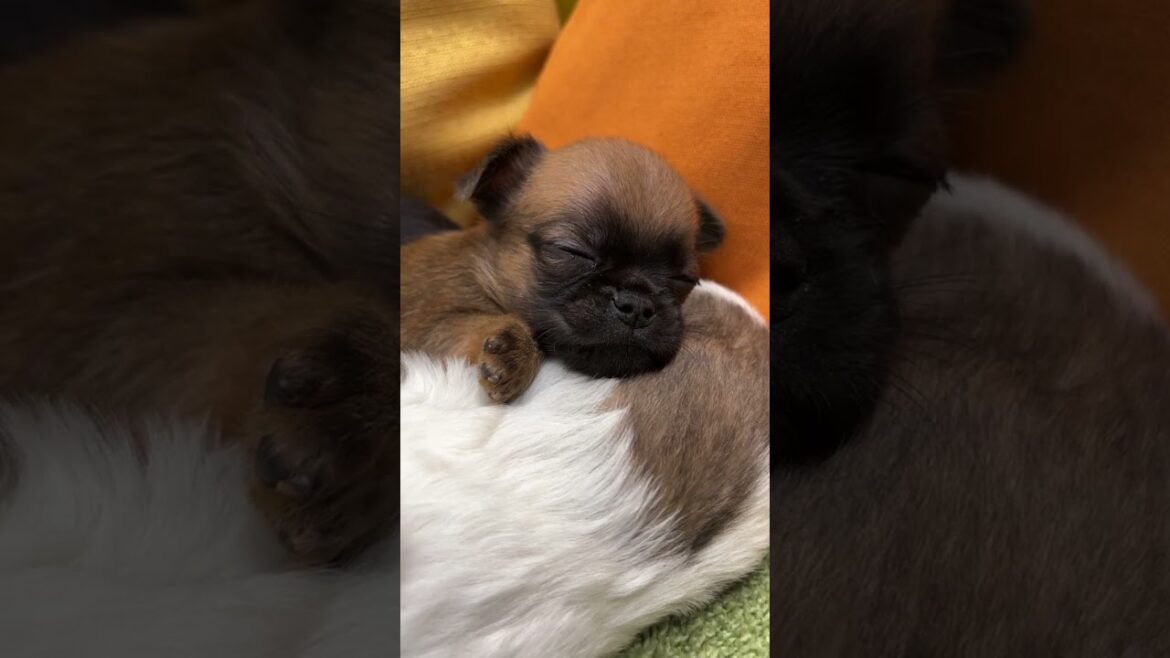 プチブラバンソン　グリちゃんの赤ちゃん R♂　20240916 #プチブラバンソン #petitbrabancon #ブリュッセルグリフォン #griffon