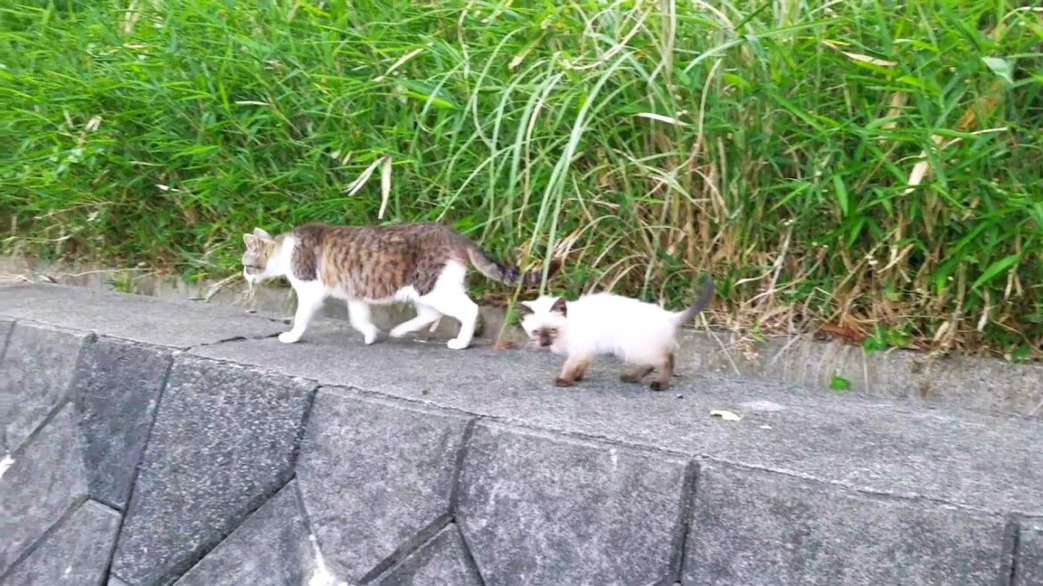 母猫とはぐれてしまったシャム子猫に歩み寄った結果🐒